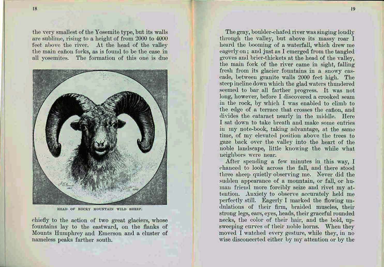 The Wild Sheep--1881. vist0017e